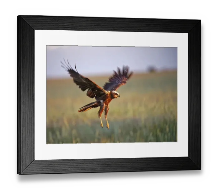 Framed Print : Western marsh-harrier (Circus aeruginosus)