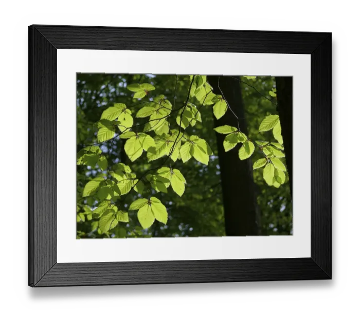 Framed Print : Freshly sprouted beech leaves against the light