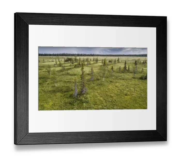 Framed Print : Drone view, aerial photo, arctic boreal forest with Pines (Pinus) and Birches (Betula) in wetland