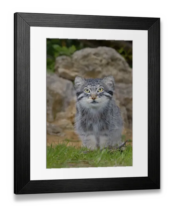 Framed Print : Pallas cat (Felis manul) adult cat sitting
