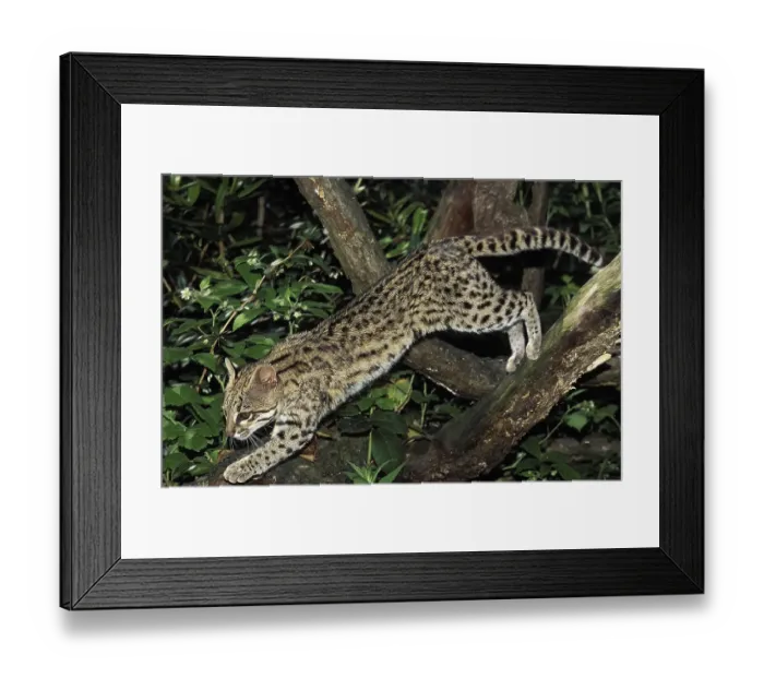 Framed Print : TIGER CAT OR ONCILLA (leopardus tigrinus)