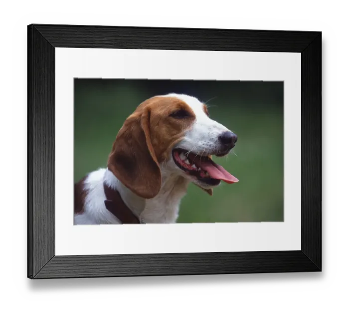 Framed Print : Olper (German) Bracke, bitch Framed Print : Olper (German) Bracke, bitch
