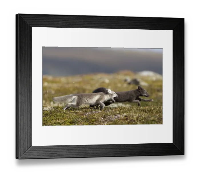 Framed Print : Two Arctic foxes (alopex lagopus) hunting each other playfully