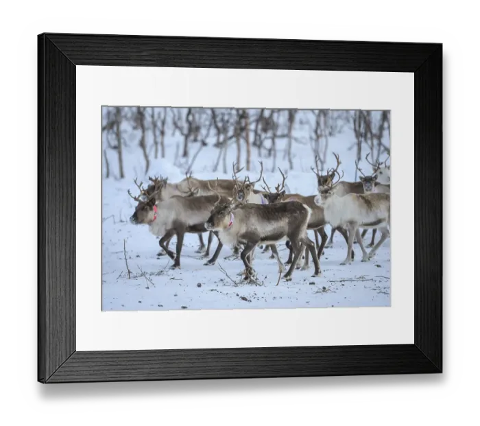 Framed Print : Reindeer (Rangifer tarandus) in breeding animals in enclosure