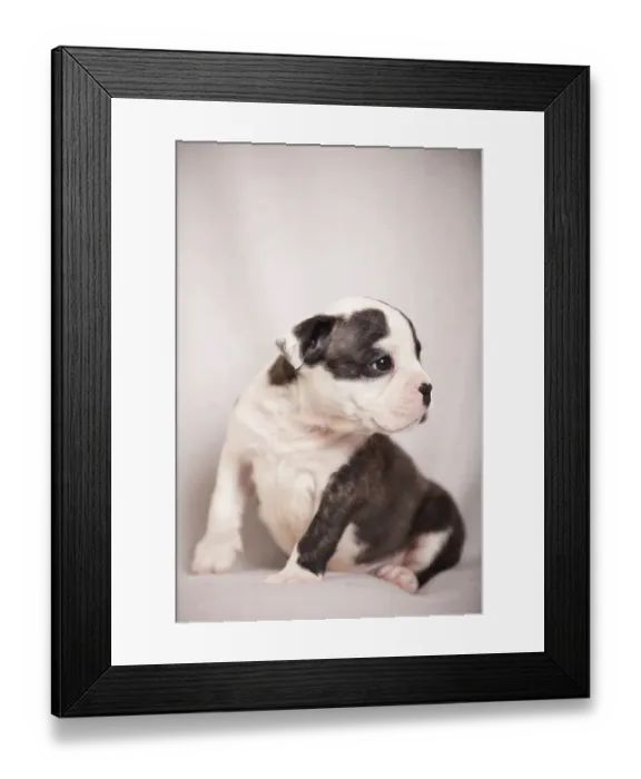 Framed Print : Olde English Bulldog, puppy sitting