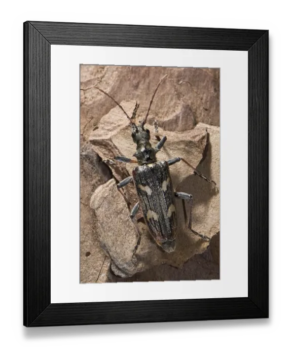 Framed Print : Two-banded longhorn beetle (Rhagium bifasciatum)