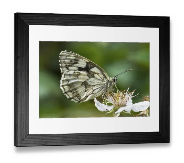 Framed Print : Marbled white (Melanargia galathea) Framed Print : Marbled white (Melanargia galathea)