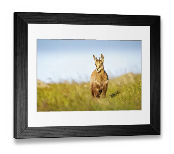 Framed Print : Juvenile chamois (Rupicapra rupicapra) Framed Print : Juvenile chamois (Rupicapra rupicapra)