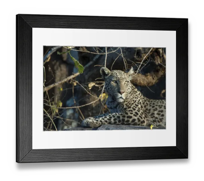 Framed Print : Leopard (Panthera pardus), Savute