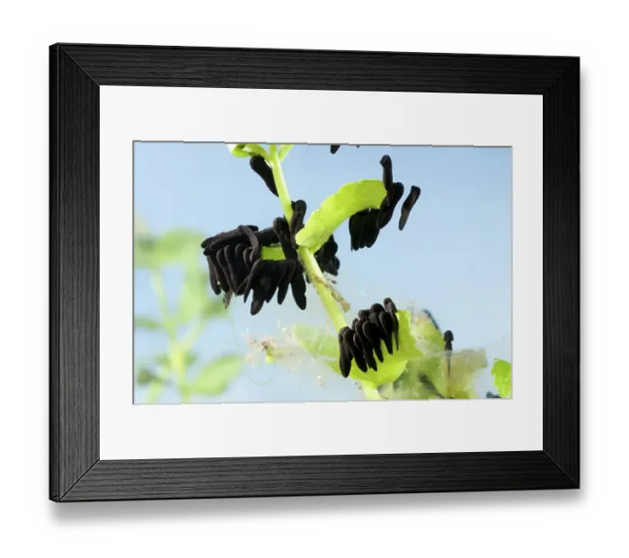 Framed Print : Common toad (Bufo bufo), tadpole, tadpole