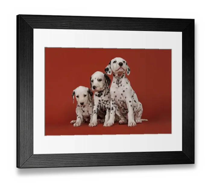 Framed Print : Three Dalmatian puppies, 6 weeks