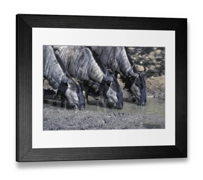 Framed Print : Black-tailed Wildebeest (Connochaetes taurinus) Framed Print : Black-tailed Wildebeest (Connochaetes taurinus)