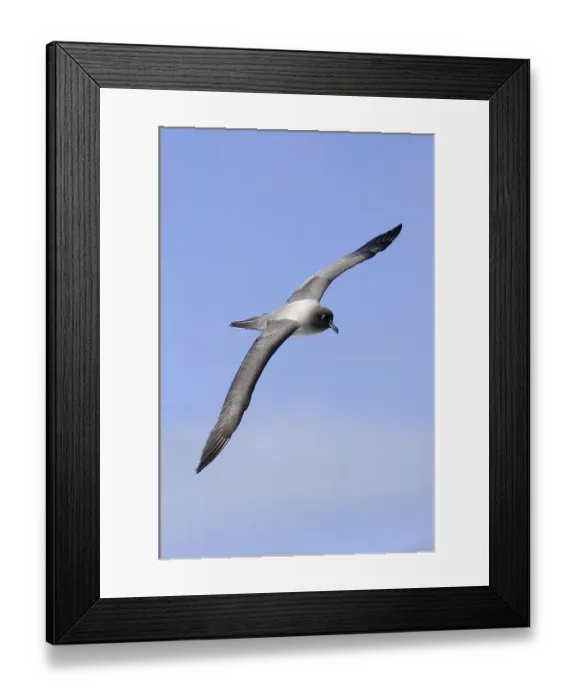 Framed Print : Light-mantled Sooty Albatross (Phoebetria palpebrata)