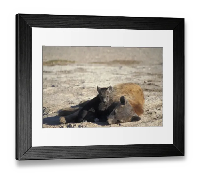 Framed Print : Baby hyaena (Crocuta crocuta) Framed Print : Baby hyaena (Crocuta crocuta)