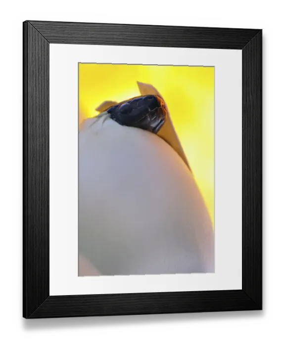 Framed Print : Puebla king snake, Campbell's milk snake