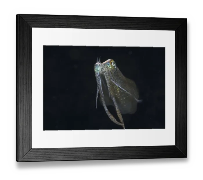 Framed Print : Bigfin reef squid (Sepioteuthis lessoniana) Framed Print : Bigfin reef squid (Sepioteuthis lessoniana)