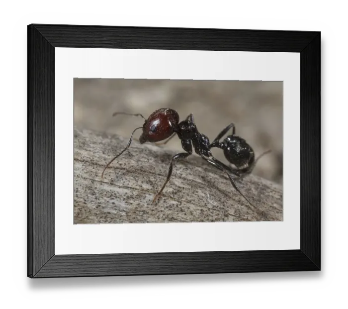 Framed Print : Harvester ant (Messor barbara)
