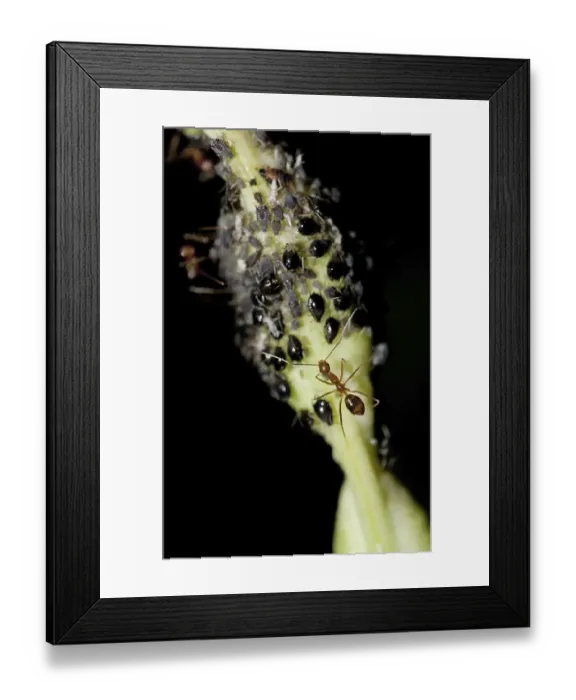 Framed Print : Yellow crazy ants (Anoplolepis gracilipes) Framed Print : Yellow crazy ants (Anoplolepis gracilipes)