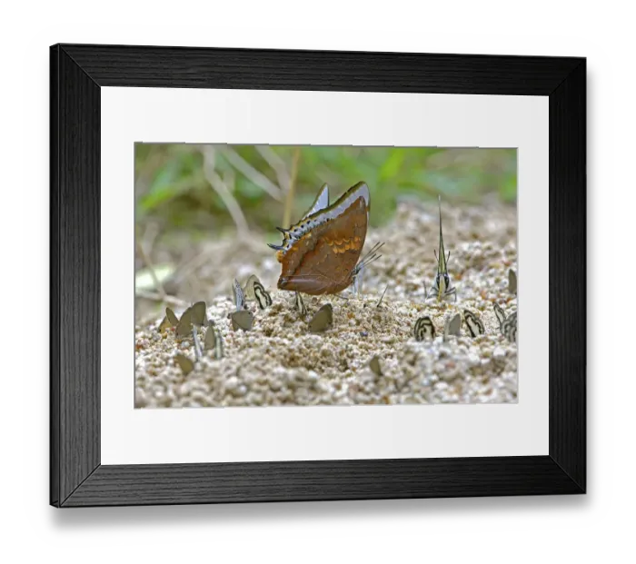 Framed Print : Butterfly, Charaxes marmax