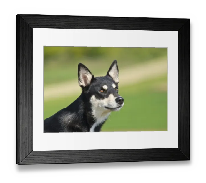 Framed Print : Lapponian Herder, Lapinporokoira