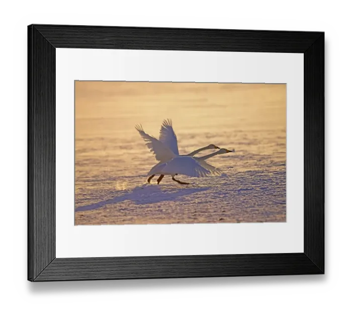 Framed Print : Whooper swan (cygnus cygnus), pair taking off from frozen lake