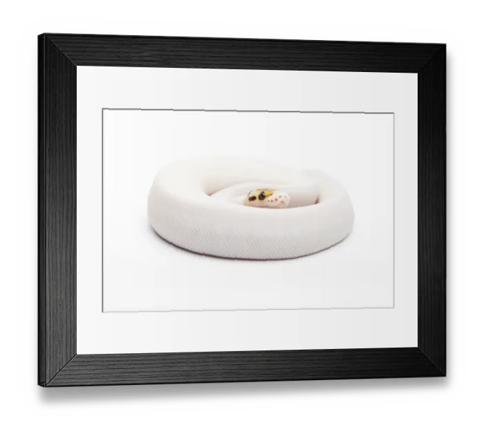 Framed Print : Royal Python (Python regius), Bumble Bee Piebald