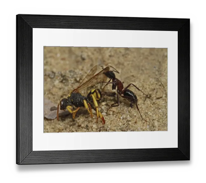 Framed Print : Red ant