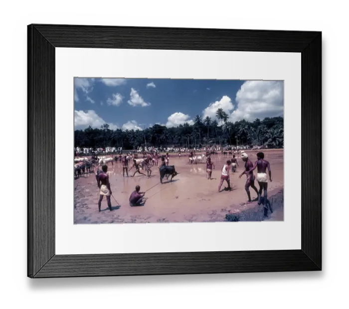 Framed Print : Cattle race arena in Maramadi or Kalappoottu is a type of cattle race conducted in Chithali near Palakkad Framed Print : Cattle race arena in Maramadi or Kalappoottu is a type of cattle race conducted in Chithali near Palakkad