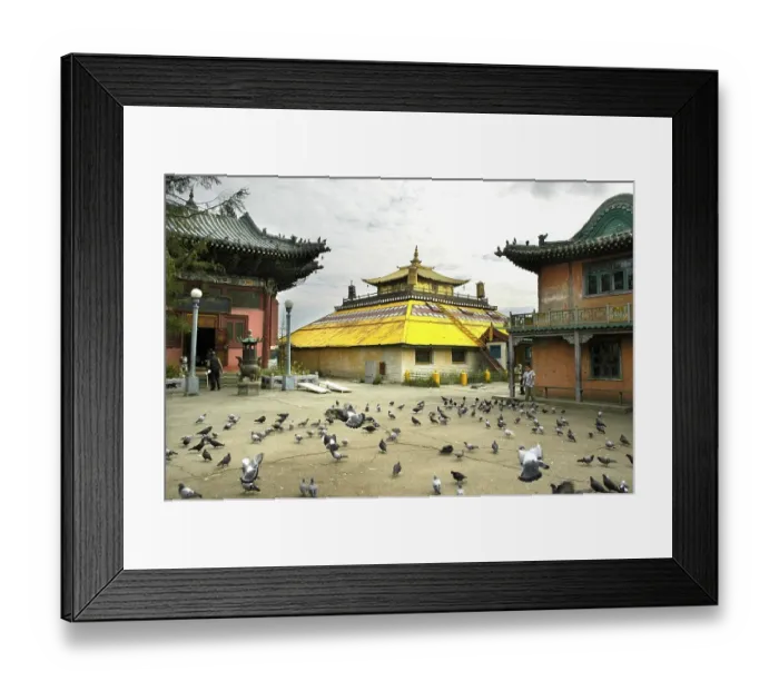 Framed Print : Many pigeons in front of Buddhist temple in Gandan monastery Ulaan Baatar Mongolia Framed Print : Many pigeons in front of Buddhist temple in Gandan monastery Ulaan Baatar Mongolia