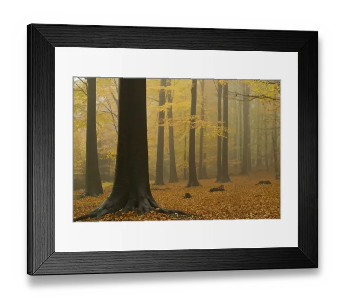 Framed Print : Foggy beech forest, Wuppertal, North Rhine-Westphalia