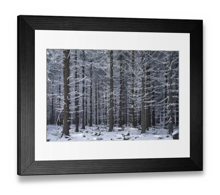 Framed Print : Snow covered tree trunks, winter forest in the Ore Mountains