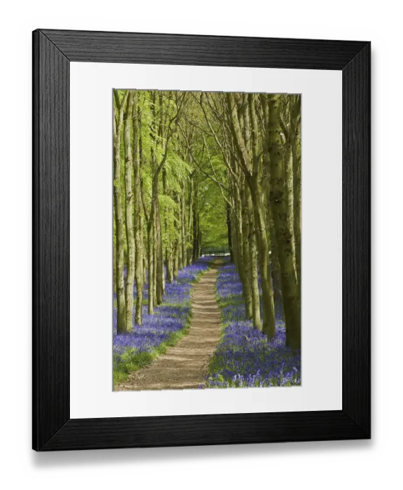 Framed Print : Hyacinthoides non-scripta (Endymion non-scriptus) flowering mass Framed Print : Hyacinthoides non-scripta (Endymion non-scriptus) flowering mass