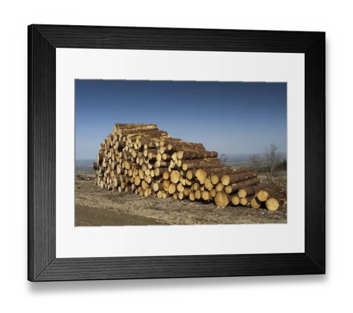 Framed Print : Cut coniferous wood, newly felled and ready for collection