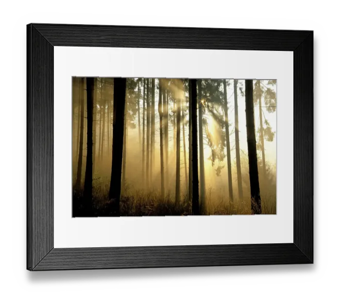 Framed Print : Forest. Trees, mood Framed Print : Forest. Trees, mood