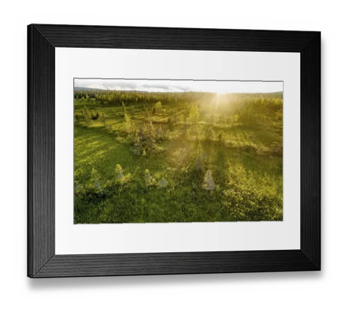 Framed Print : Drone view, aerial photo, boreal arctic forest with Pines (Pinus) in wetland Framed Print : Drone view, aerial photo, boreal arctic forest with Pines (Pinus) in wetland