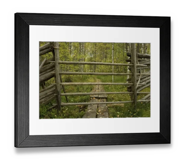 Framed Print : Reindeer fence and wooden boardwalk leading through birch forest in autumn