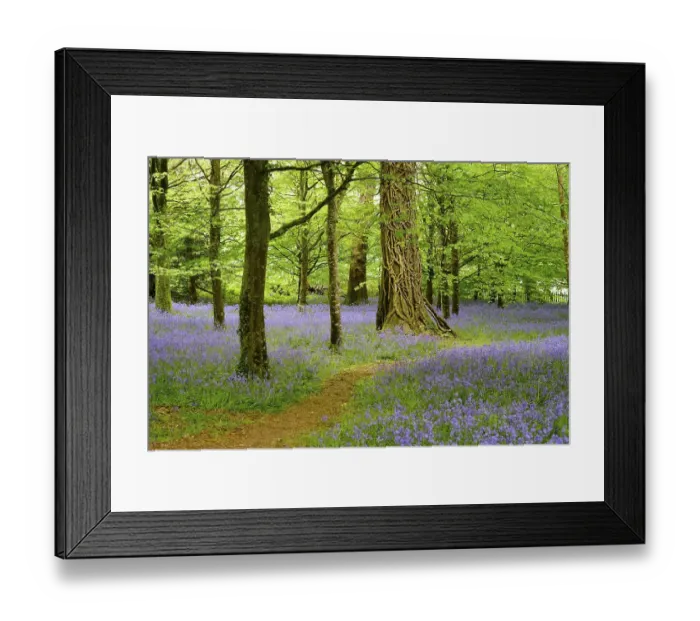 Framed Print : Blossoms of Common bluebell (Hyacinthoides non-scripta) in the forest Framed Print : Blossoms of Common bluebell (Hyacinthoides non-scripta) in the forest
