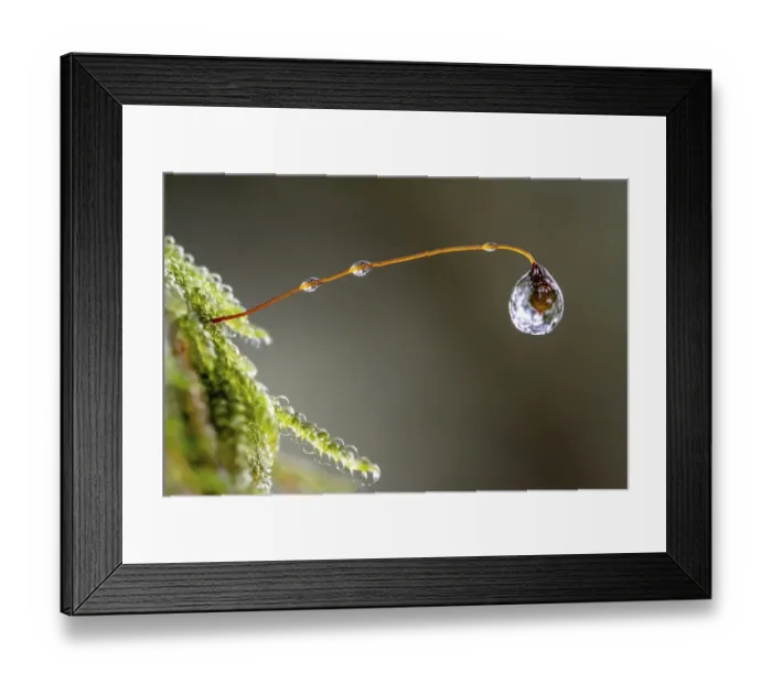 Framed Print : Water drops on moss in the laurel forest; Garajonay National Park; La Gomera; Canary Islands; Spain Framed Print : Water drops on moss in the laurel forest; Garajonay National Park; La Gomera; Canary Islands; Spain