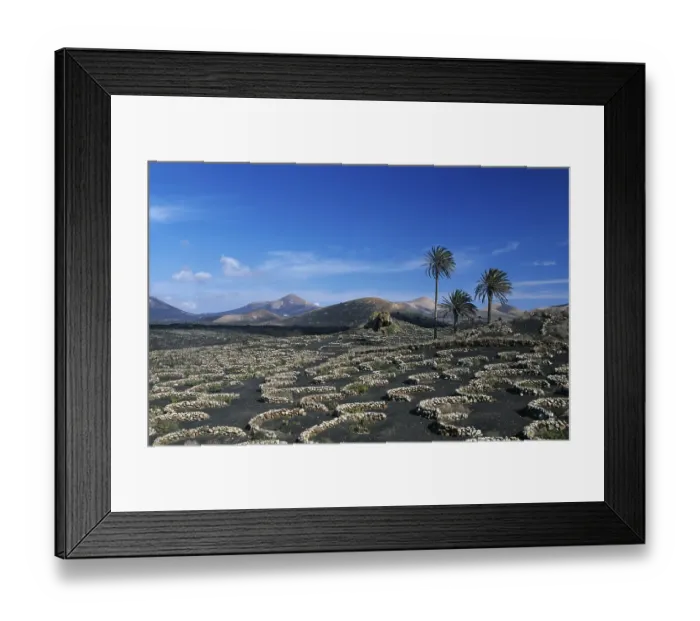 Framed Print : Vineyard on the volcanic mountains by Uga in Lanzarote