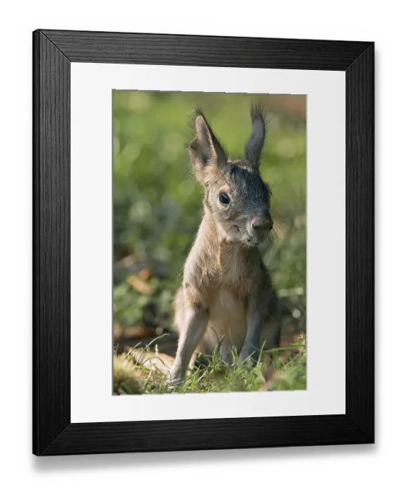 Framed Print : Young Patagonian patagonian mara (Dolichotis patagonum)