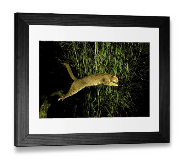 Framed Print : Rusty-spotted cat (Prionailurus rubiginosus)