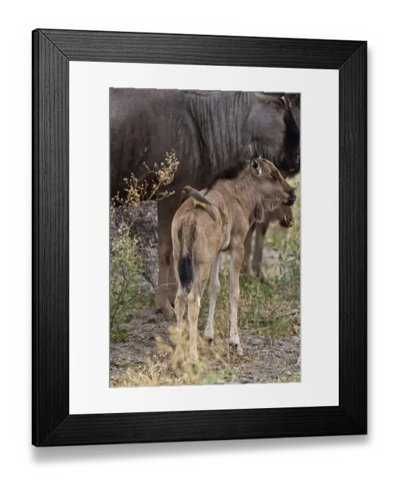 Framed Print : Yellow-billed oxpecker on the back of a wildebeest calf