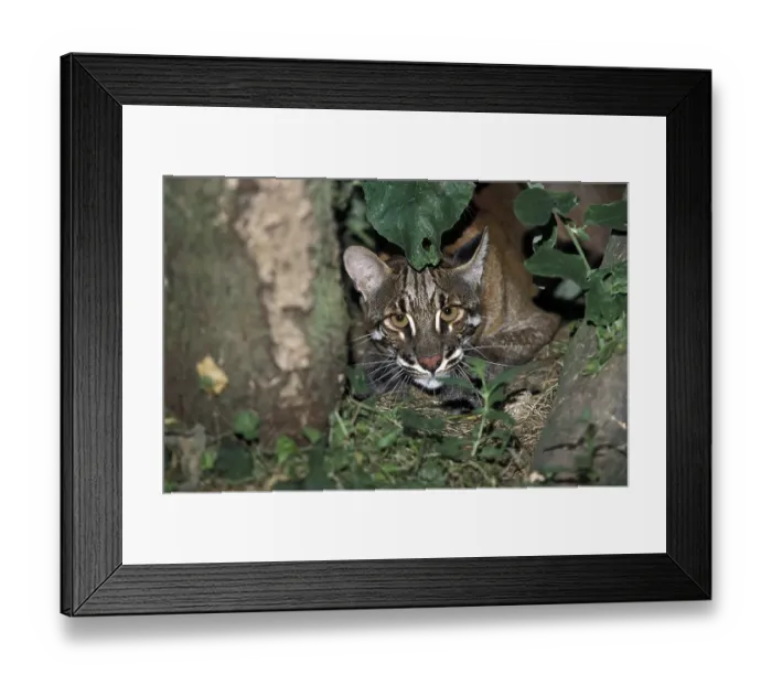 Framed Print : ASIAN GOLDEN CAT OR TEMMINK'S CAT catopuma temmincki Framed Print : ASIAN GOLDEN CAT OR TEMMINK'S CAT catopuma temmincki