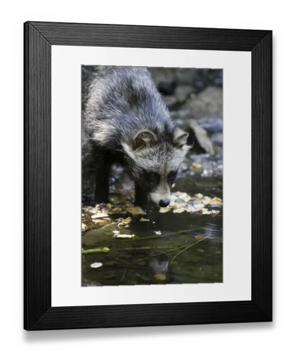 Framed Print : Tanuki