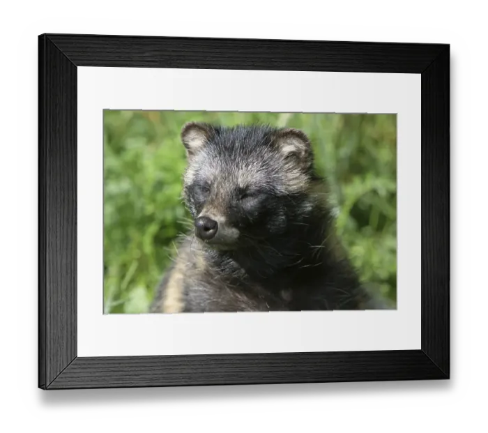 Framed Print : Tanuki Framed Print : Tanuki