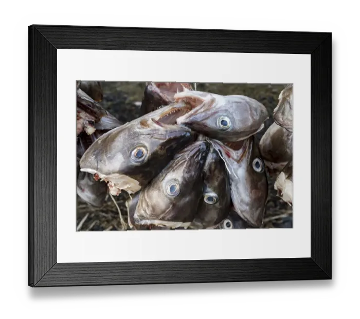 Framed Print : Fish heads, Stock fish, Lofoten, Norway, Europe Framed Print : Fish heads, Stock fish, Lofoten, Norway, Europe