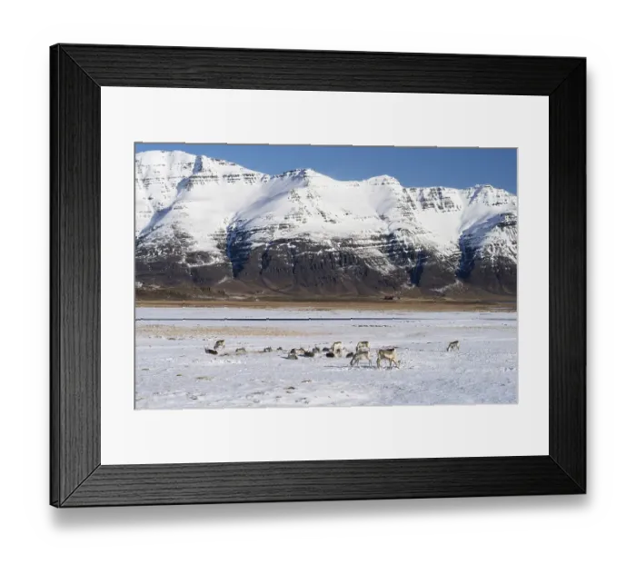 Framed Print : Reindeer (Rangifer tarandus) in front of mountains in winter