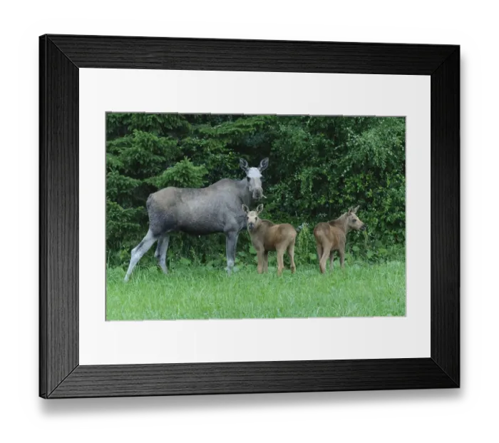 Framed Print : Elks (Alces alces) Females and young animals