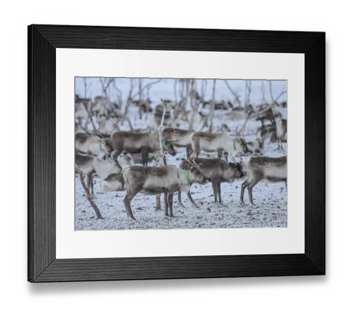 Framed Print : Reindeer (Rangifer tarandus) in breeding animals in enclosure Framed Print : Reindeer (Rangifer tarandus) in breeding animals in enclosure