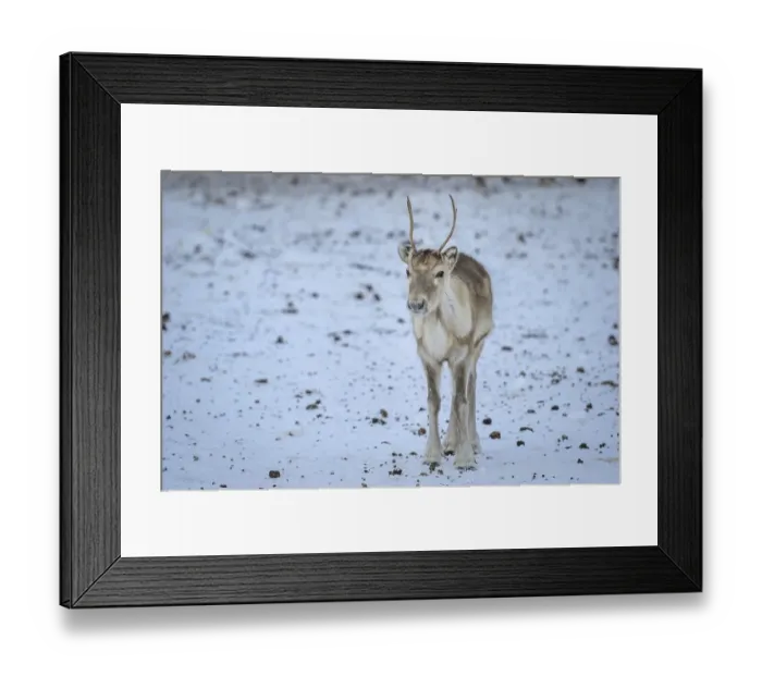 Framed Print : Young one Reindeer (Rangifer tarandus) in breeding animal in enclosure